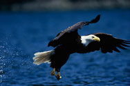 bird animal sounds